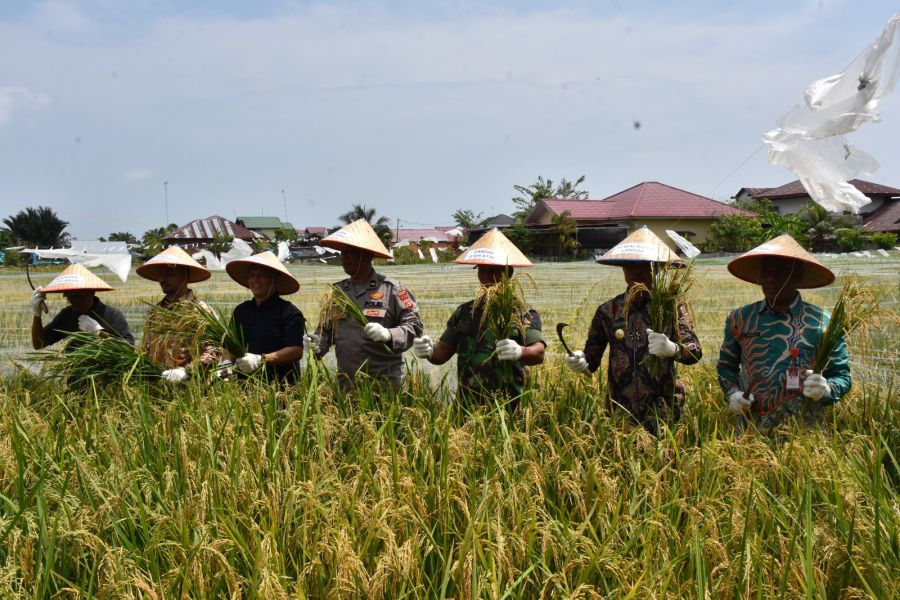 Pj. Walikota Langsa Panen Perdana Padi Program Ketahanan Pangan Gampong Matang Seulimeng