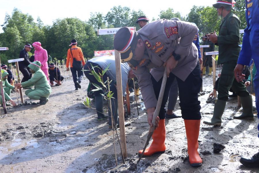 Wujudkan Aceh Green, Penanaman Pohon 77.000 Batang di Hutan Mangrove Kuala Langsa